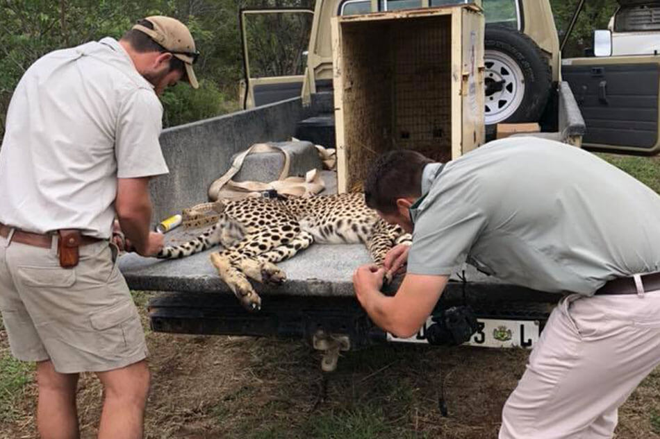 Game Reserves in South Africa | Mapesu Private Game Reserve