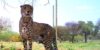 cheetah_mapesu_