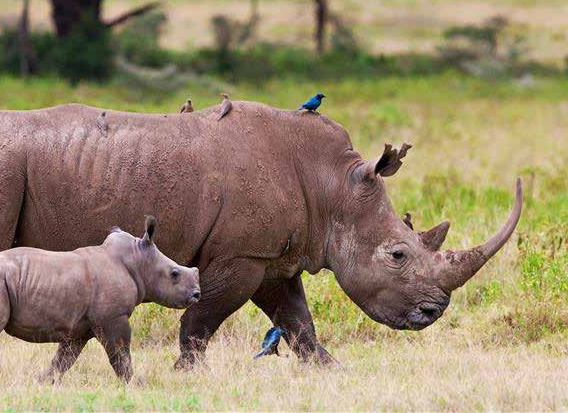 About Mapesu Private Game Reserve