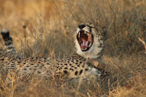 Conservation and Animal Tracking Experiences