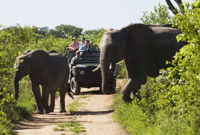 Elephants at Game Reserve Mapesu in Limpopo