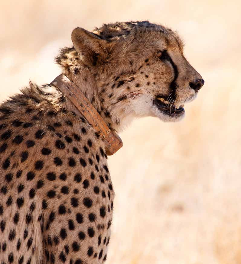 Saving the Cheetah @ Mapesu Private Game Reserve